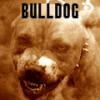 Bulldog