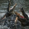 gator_bait